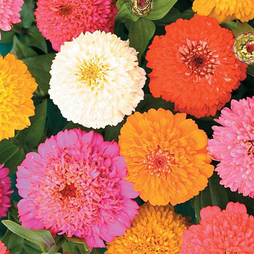 Thompson & Morgan Zinnia Elegans Candy Cane Mixed Seeds Image 1