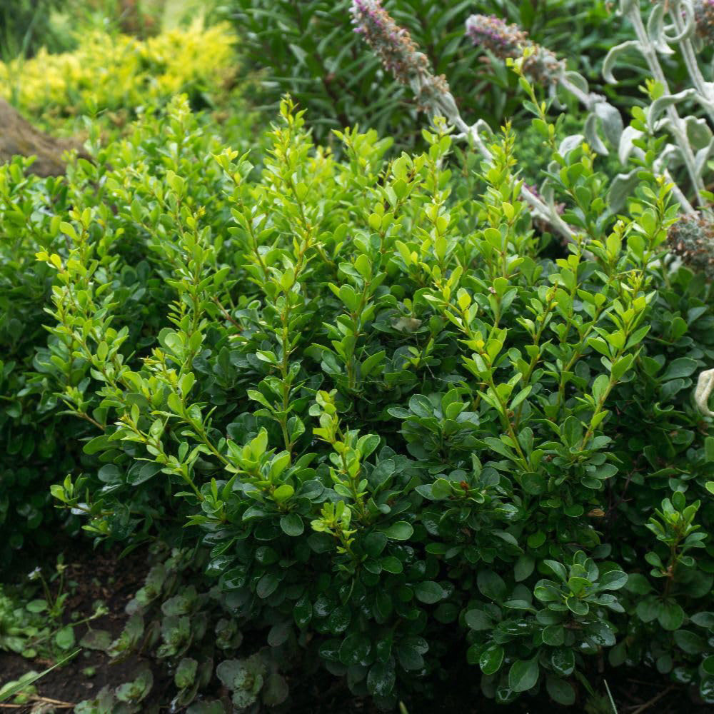 Thompson & Morgan Berberis Thunbergii Kobold Compact Pot 10L Image 2