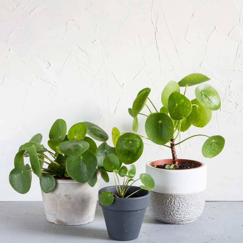 Thompson & Morgan Pilea Peperomioides Chinese Money Plant Potted Plant 11cm Image 4