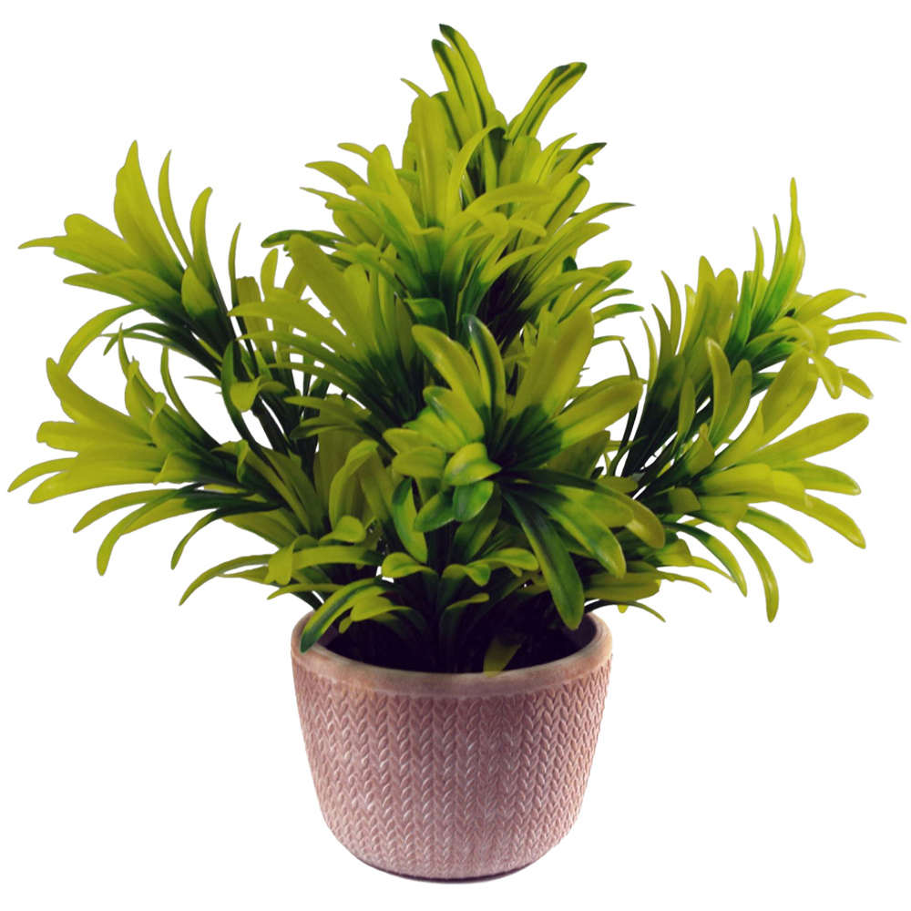 Leaf Light Green Foliage Honey Plant in Terracotta Pot 22cm Image 1