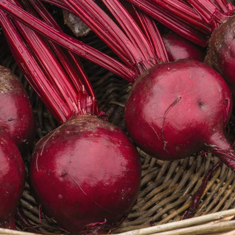 Thompson & Morgan Beet Morello Seeds Image 1