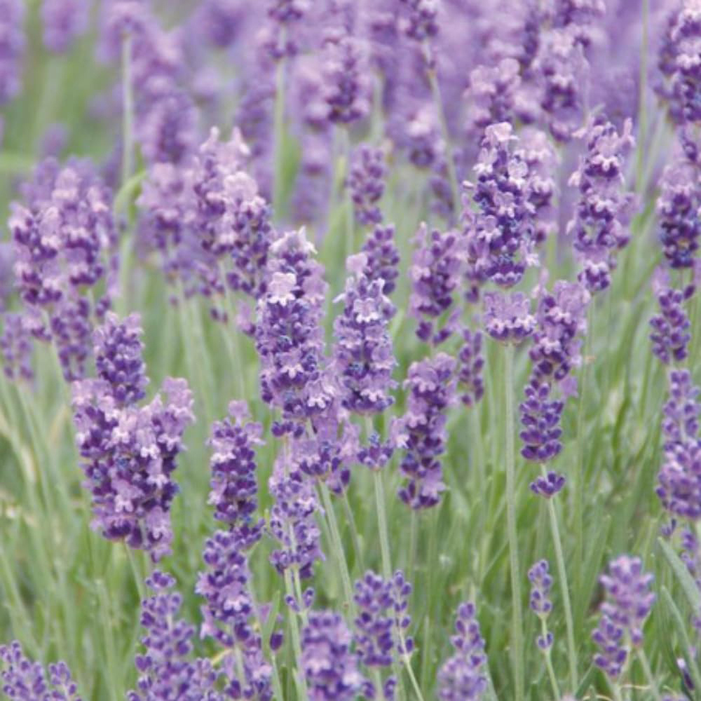 Thompson and Morgan Lavender Munstead Jumbo Plant Plug 6 Pack Image 1