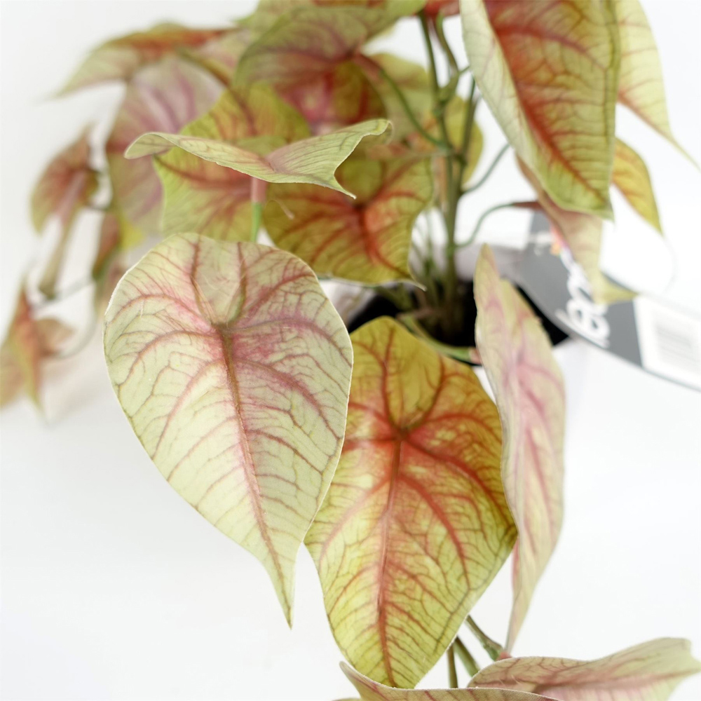 Leaf Pink Trailing Caladium Artificial Plant in Pot 30cm Image 2