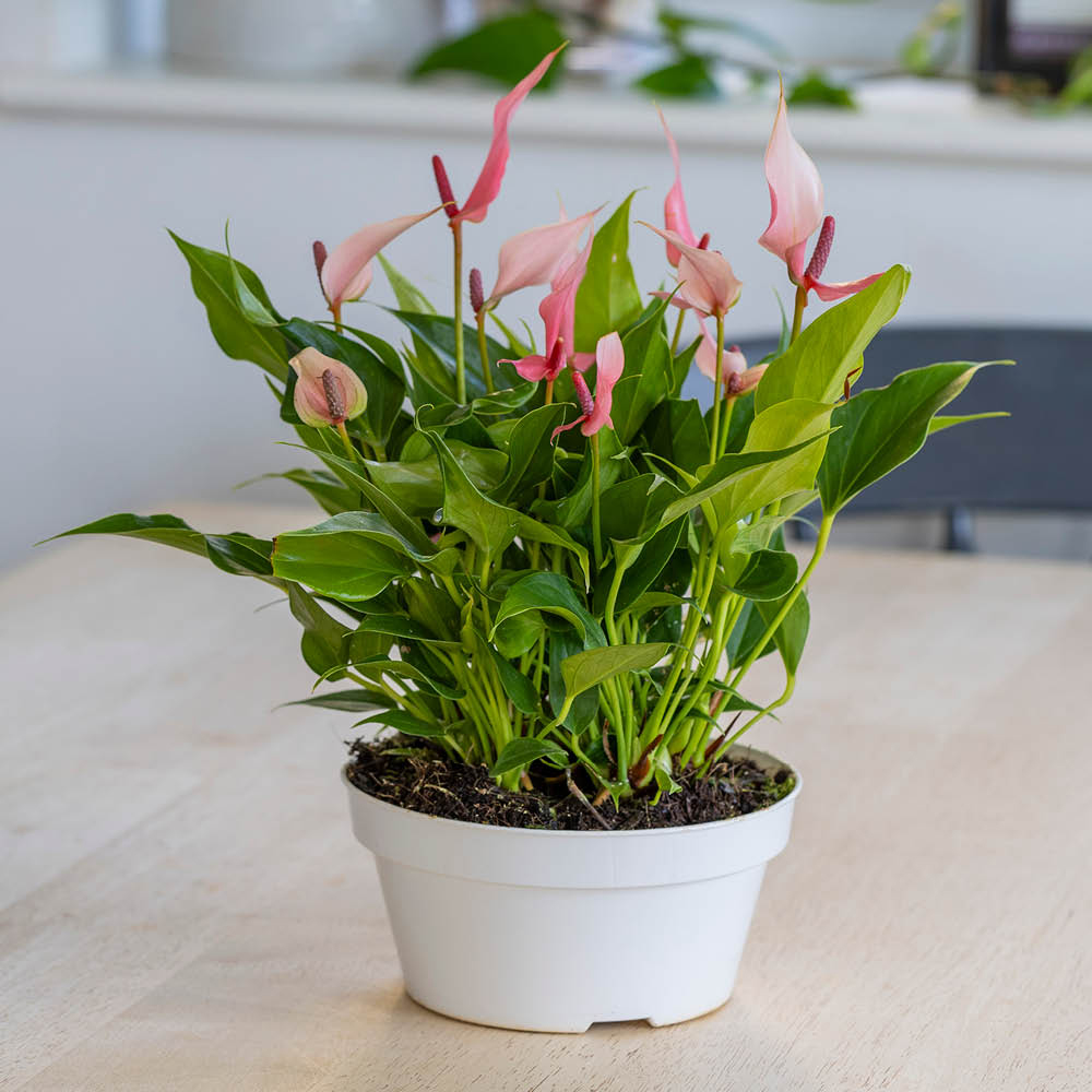 YouGarden Flamingo Flower Anthurium Lilli Plant Bowl 17cm Image 2