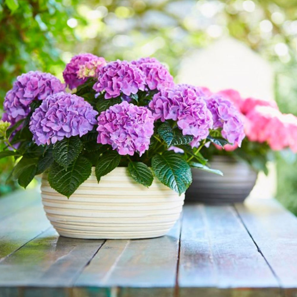 Thompson and Morgan Hydrangea Tabletop Plant Pot 17cm 3 Pack Image 5