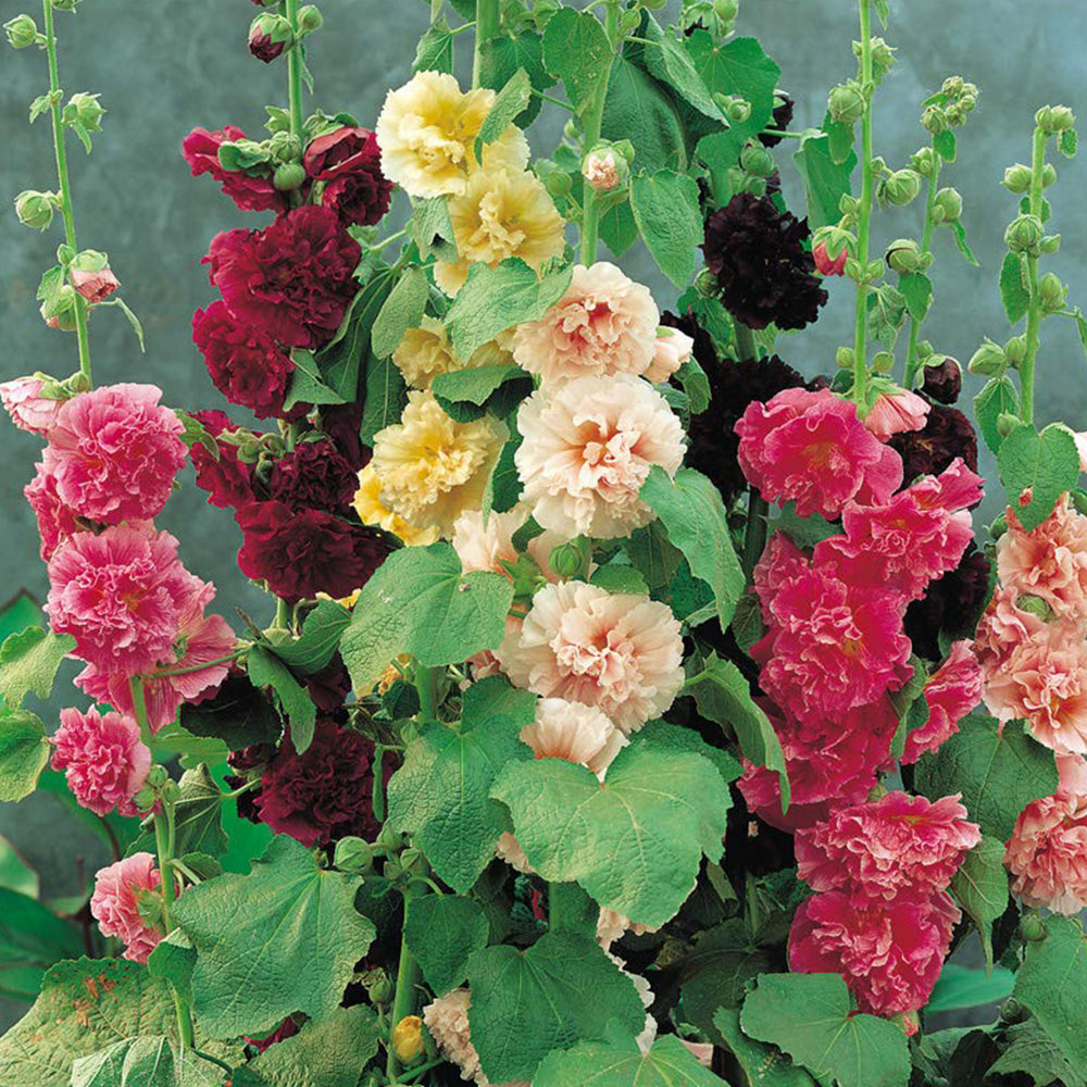 Thompson and Morgan Hollyhock Chaters Double Garden Ready Plant 15 Pack Image 1