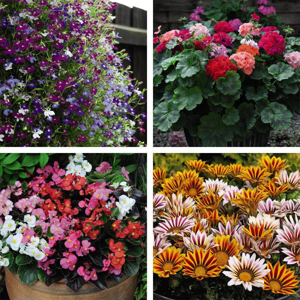 Thompson and Morgan Bumper Garden Collection Plant Plug 144 Pack Image 3