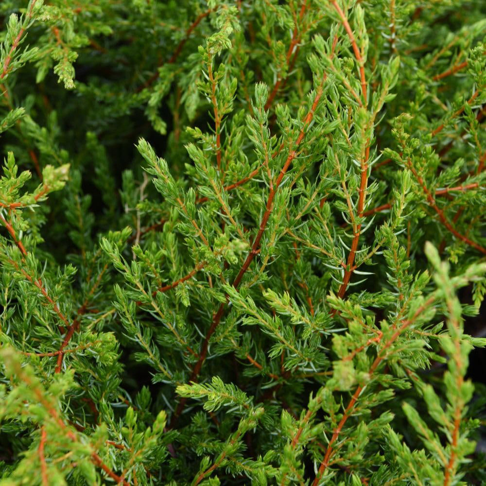Thompson and Morgan Nurserymans Choice Conifer Plant Pot 9cm 3 Pack Image 4
