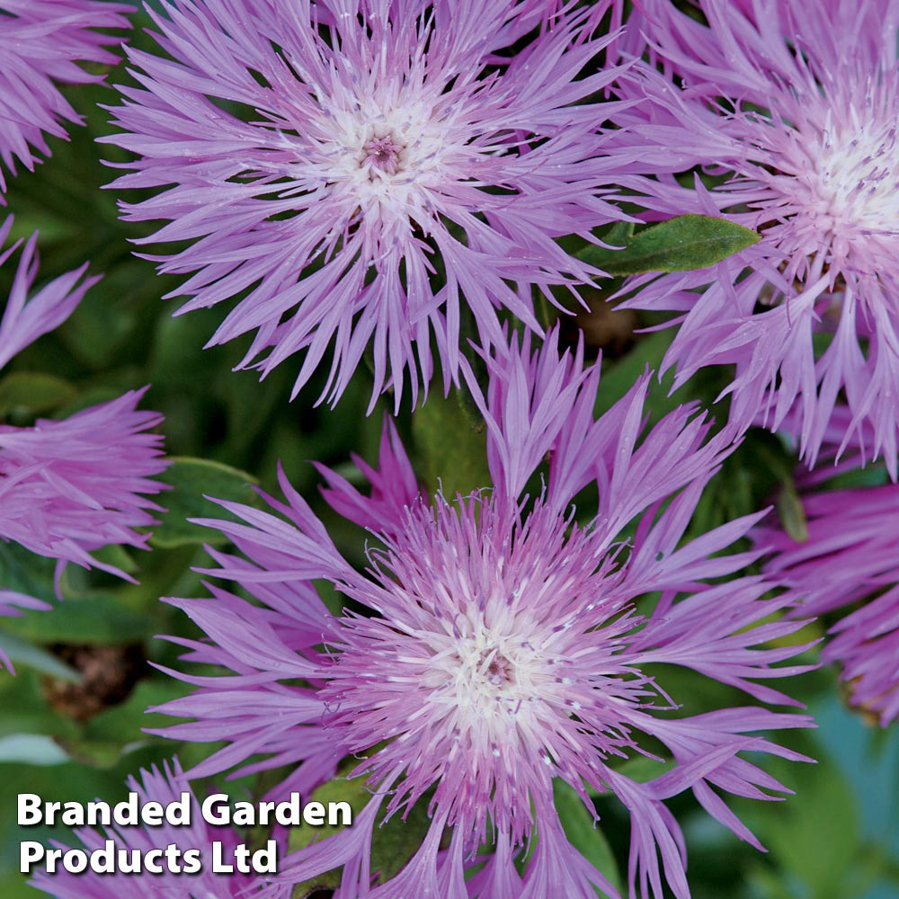 Thompson & Morgan Cornflower Perennial Dealbata Seeds Image 2