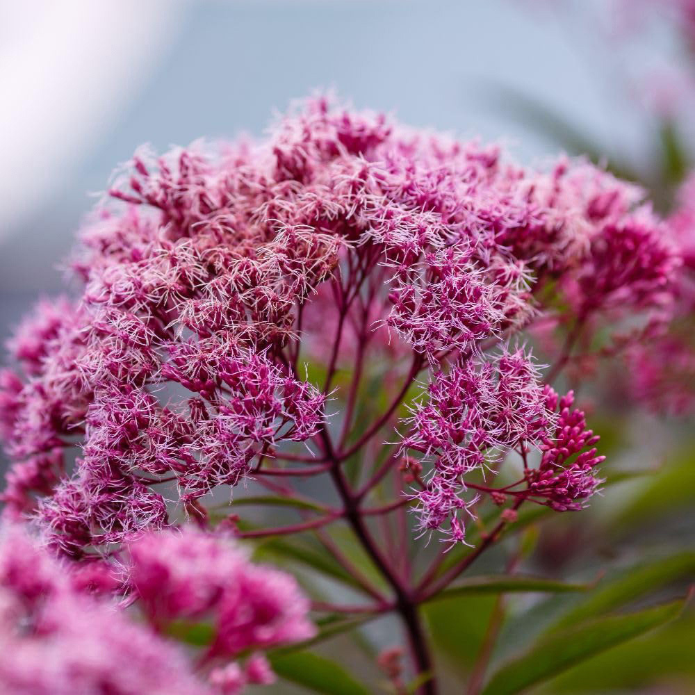 Thompson and Morgan Eupatorium Cannabinum Plant Pot 1L 3 Pack Image 1