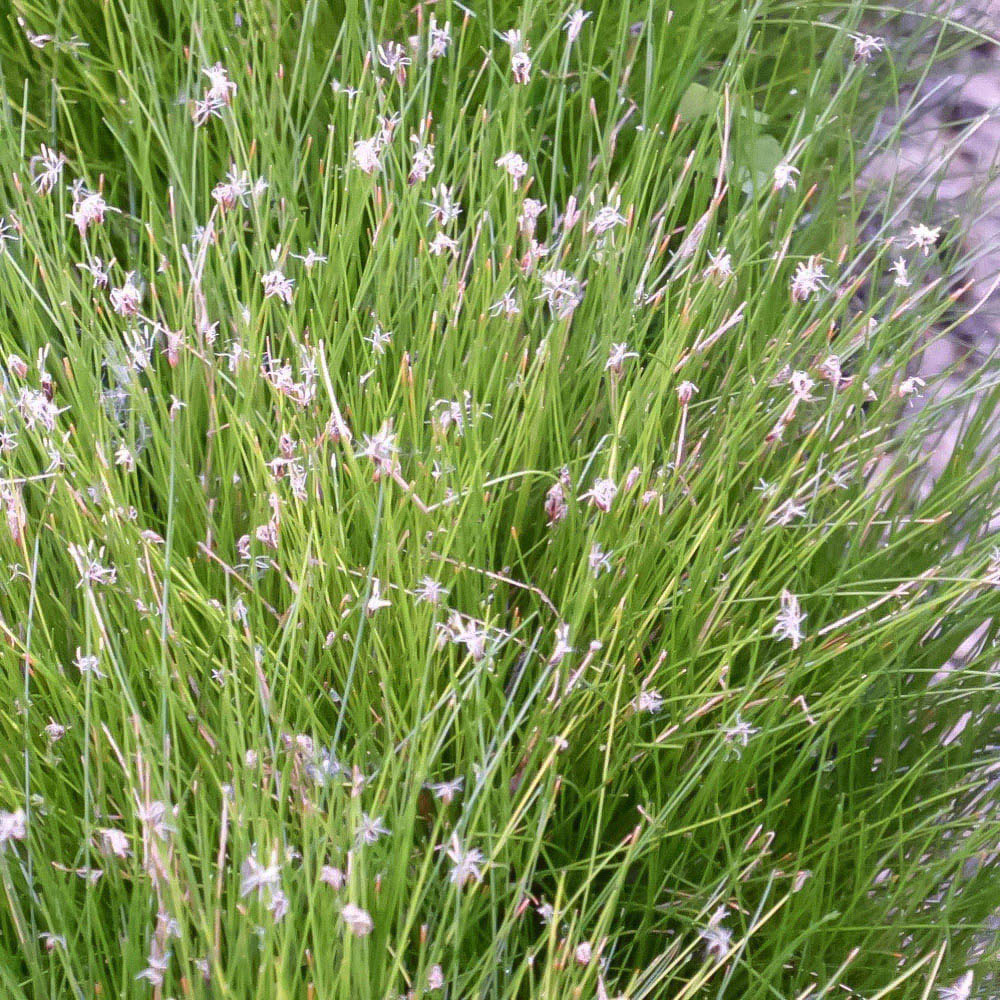 Thompson and Morgan Eleocharis Acicularis Plant 9cm 3 Pack Image 1