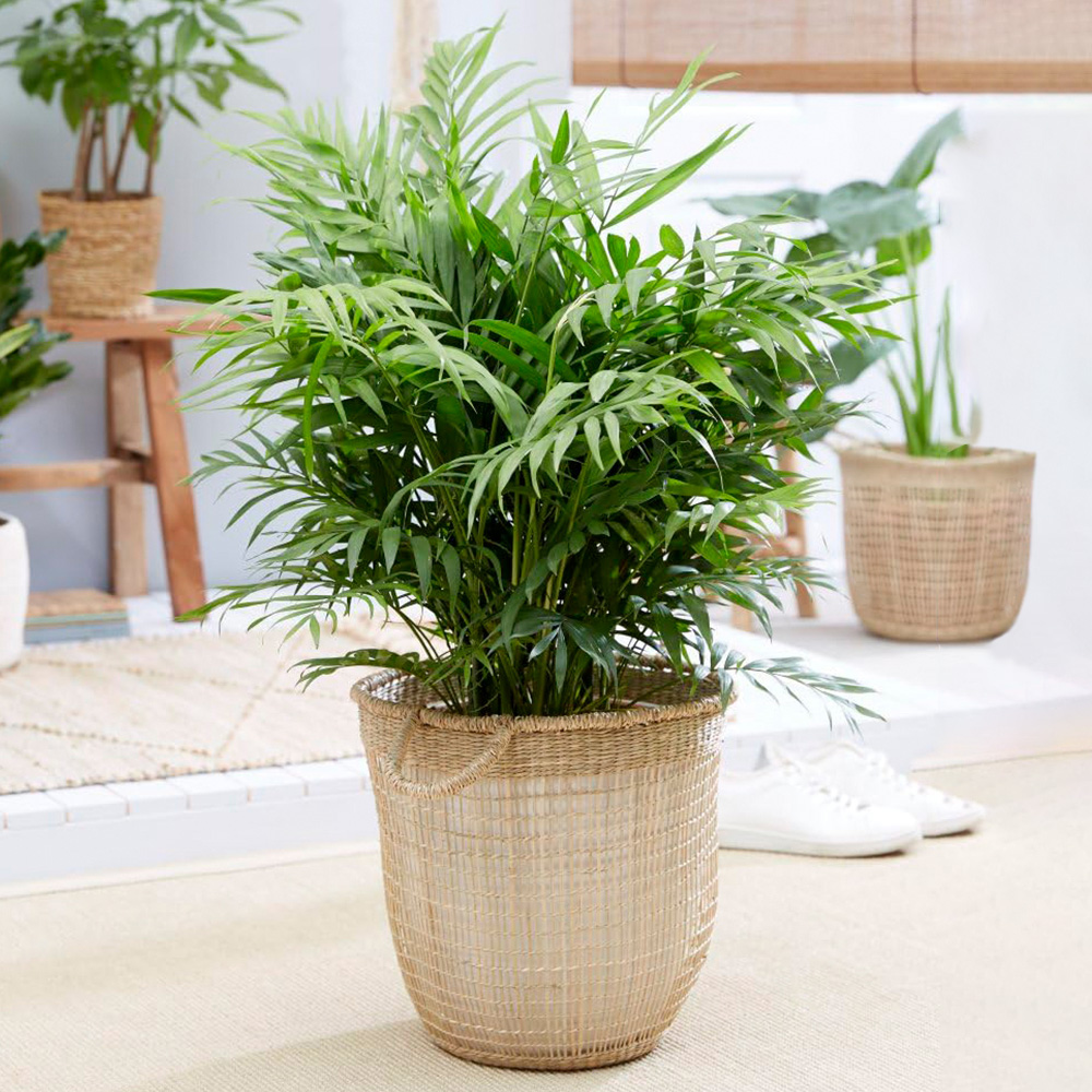 Thompson and Morgan Chamaedorea Elegans Plant Pot 17cm 2 Pack Image 1