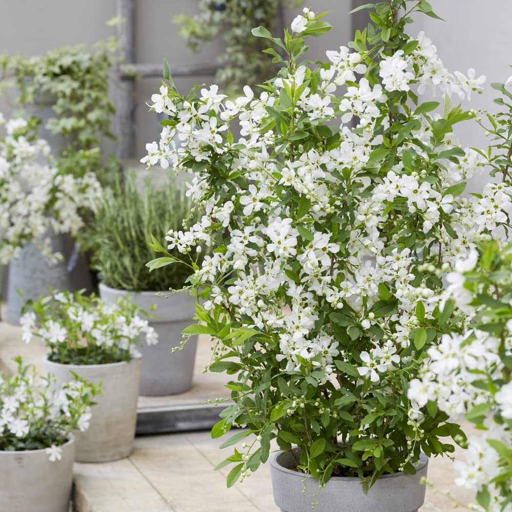 Thompson and Morgan Exophora Blushing Pearl Potted Plant 9cm 3 Pack Image 2