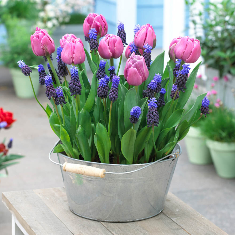 wilko Blooming Fast Tulip and Muscari Pod Mixed Bulb 19 Pack Image 2
