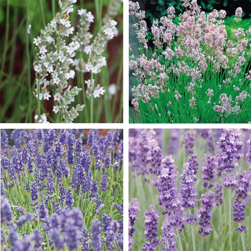 Thompson and Morgan Lavender Collection Plant Pot 9cm 8 Pack Image 1