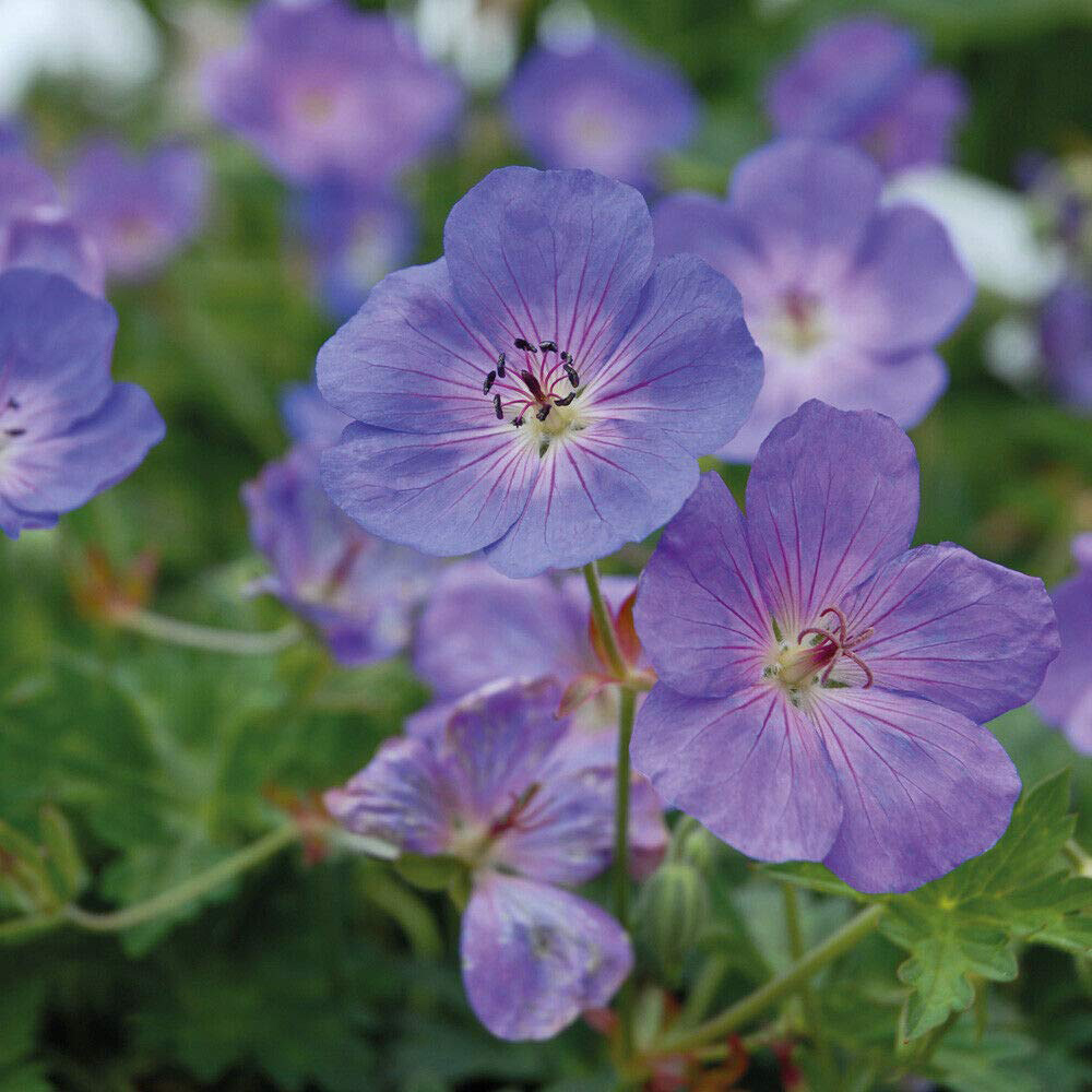 Thompson and Morgan Geranium Rozanne Jumbo Plug Plant 2 Pack Image 7
