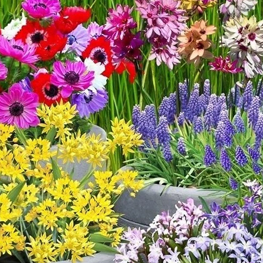 Thompson and Morgan Mixed Collection Planting Bulb 1200 Pack Image 1