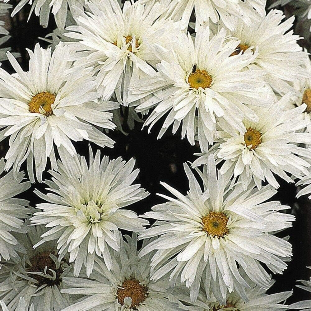 Thompson and Morgan Leucanthemum Crazy Daisy Plant Plug 24 Pack Image 1