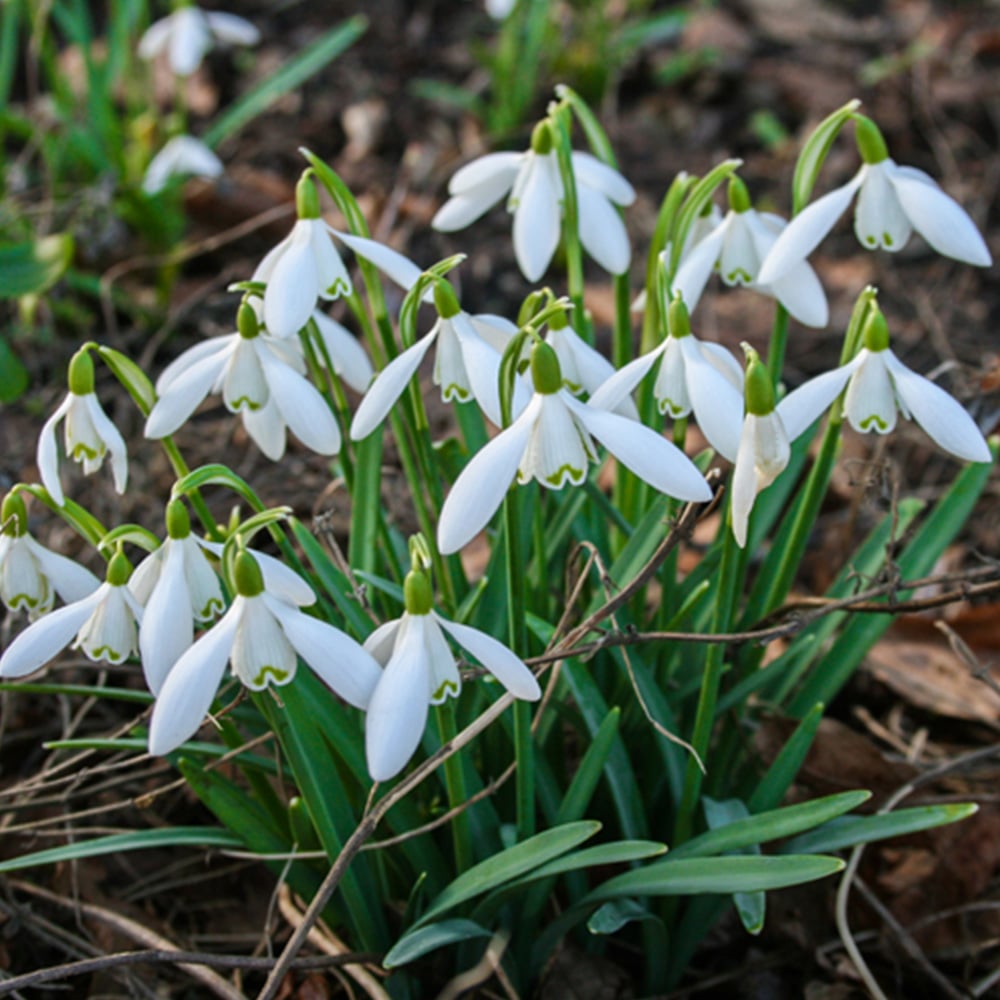 wilko Snowdrops Galanthus Nivalis Planting Bulb 20 Pack Image 1