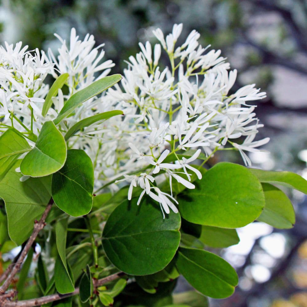 Thompson and Morgan Chionanthus Retusus Plant in Pot 15L Image 1