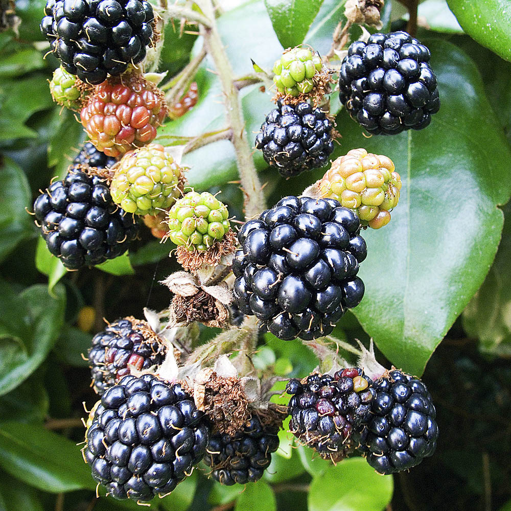 YouGarden Blackberry Bedford Giant Plant Pot 3L Image 1
