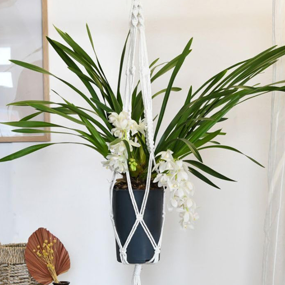 Thompson and Morgan Cymbidium Sarah Jean Gx Ice Cascade Plant Pot 14cm 2 Pack Image 1