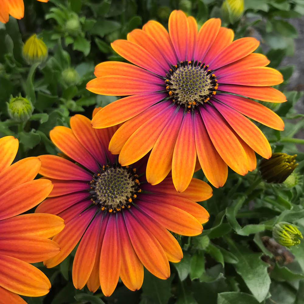 YouGarden Osteospurmum Purple Sun Plant Pot 9cm 6 Pack Image 1