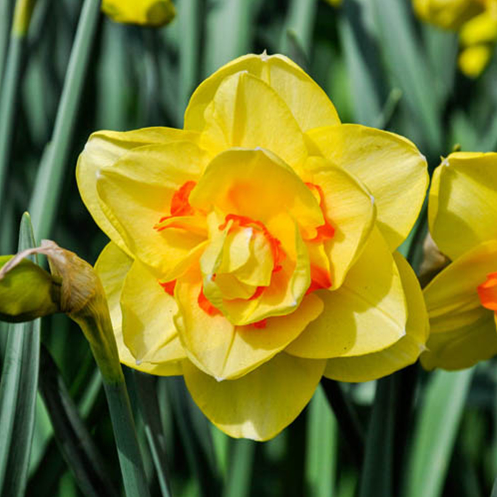 wilko Narcissus Tahiti Bright Yellow Planting Bulb 18 Pack Image 1