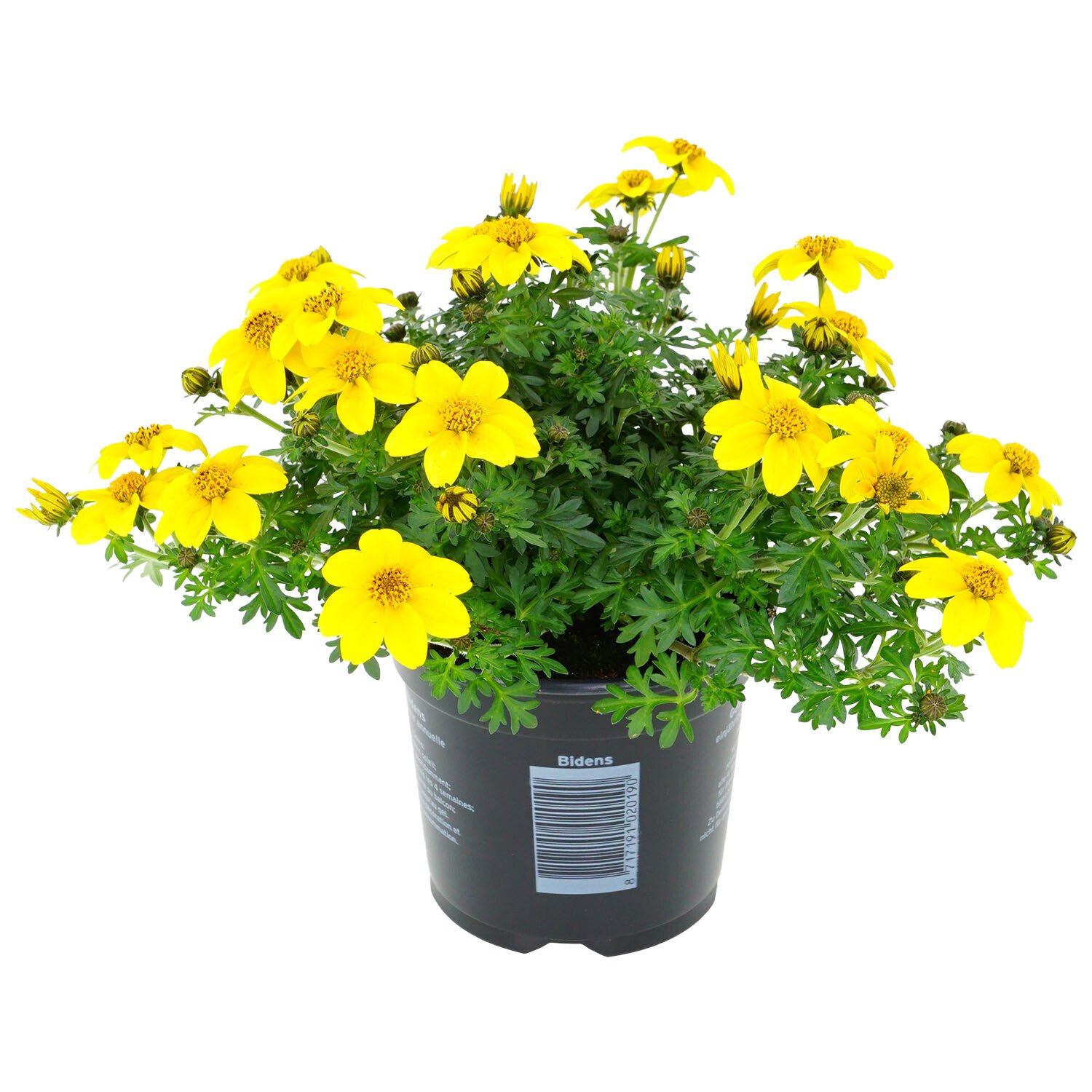 Bidens Bedding Image