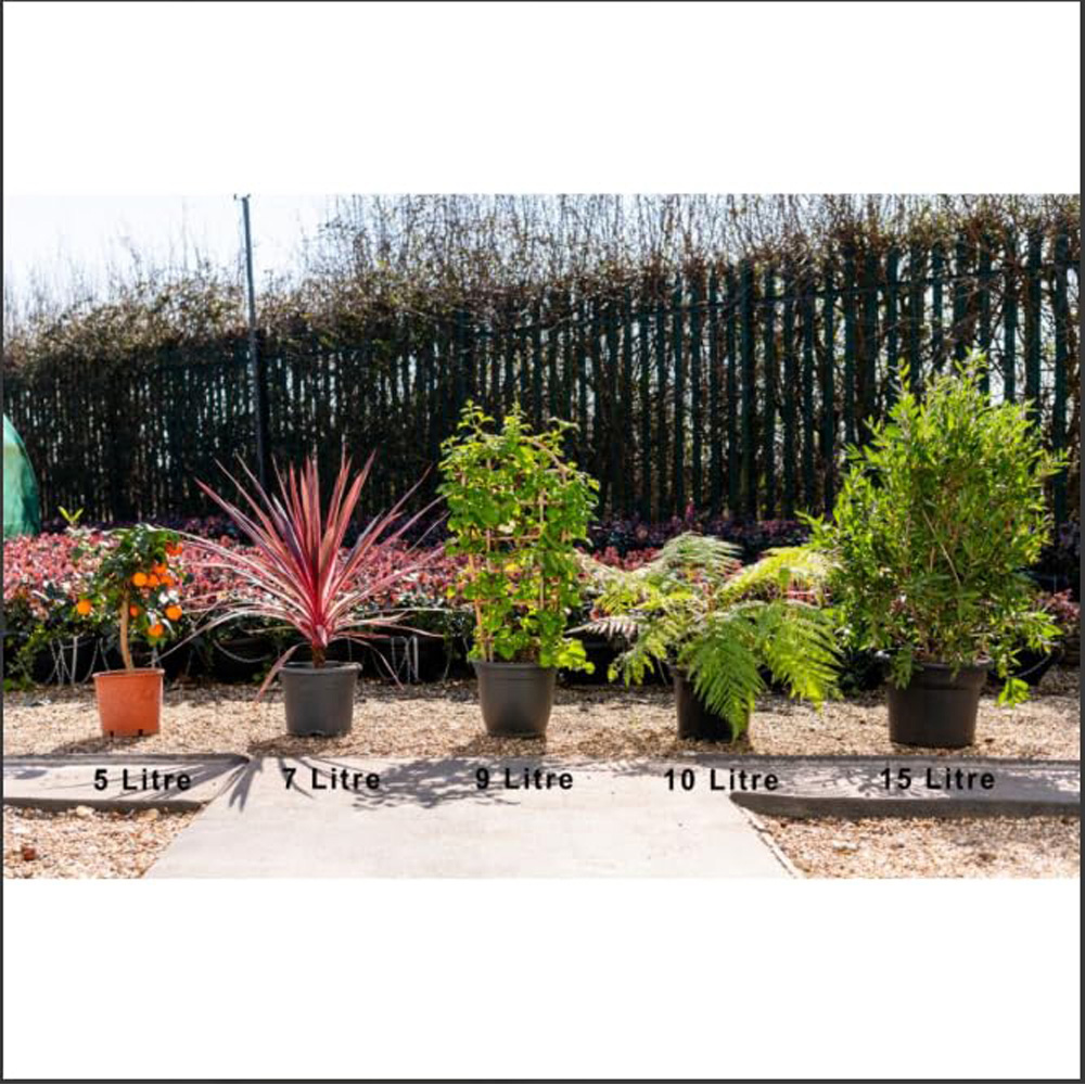 Thompson and Morgan Dicksonia Antarctica Australian Fern Tree Pot 10L 2 Pack Image 3