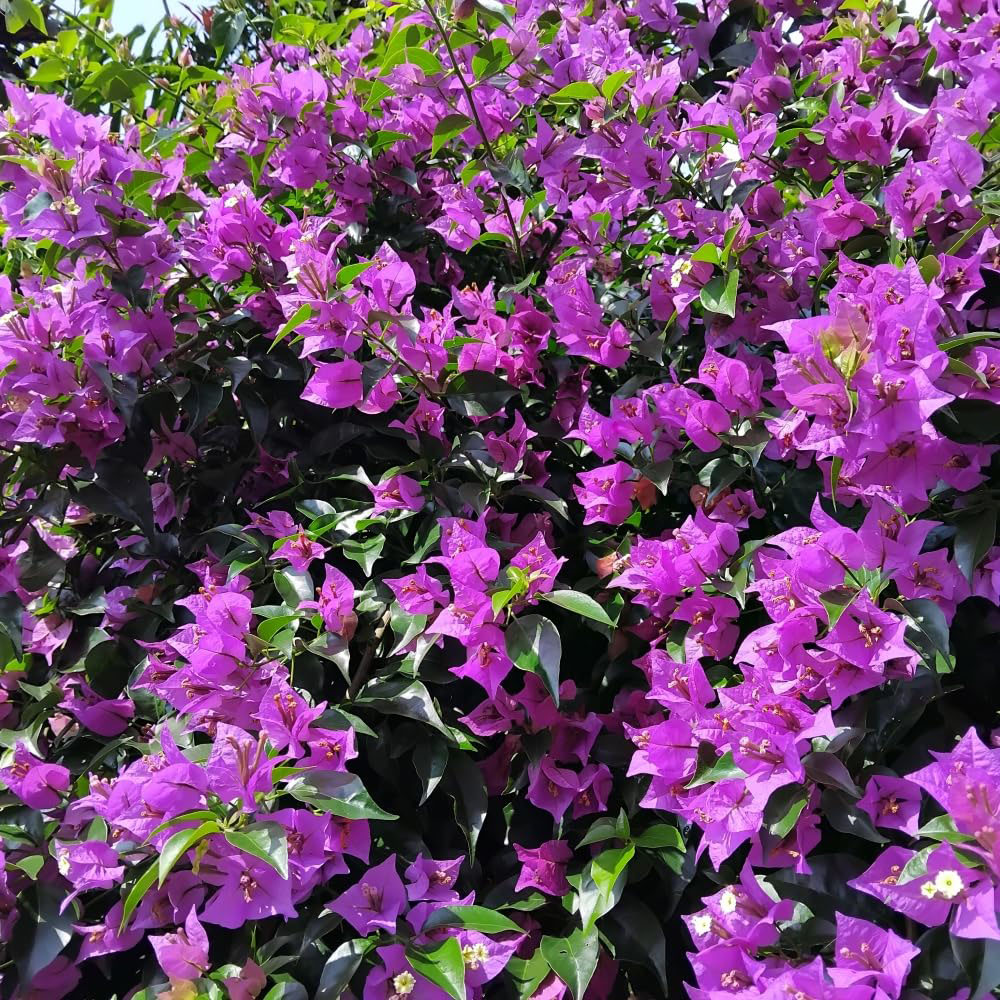 Thompson and Morgan Bougainvillea Alexandra Pyramid Plant Pot 17cm Image 5