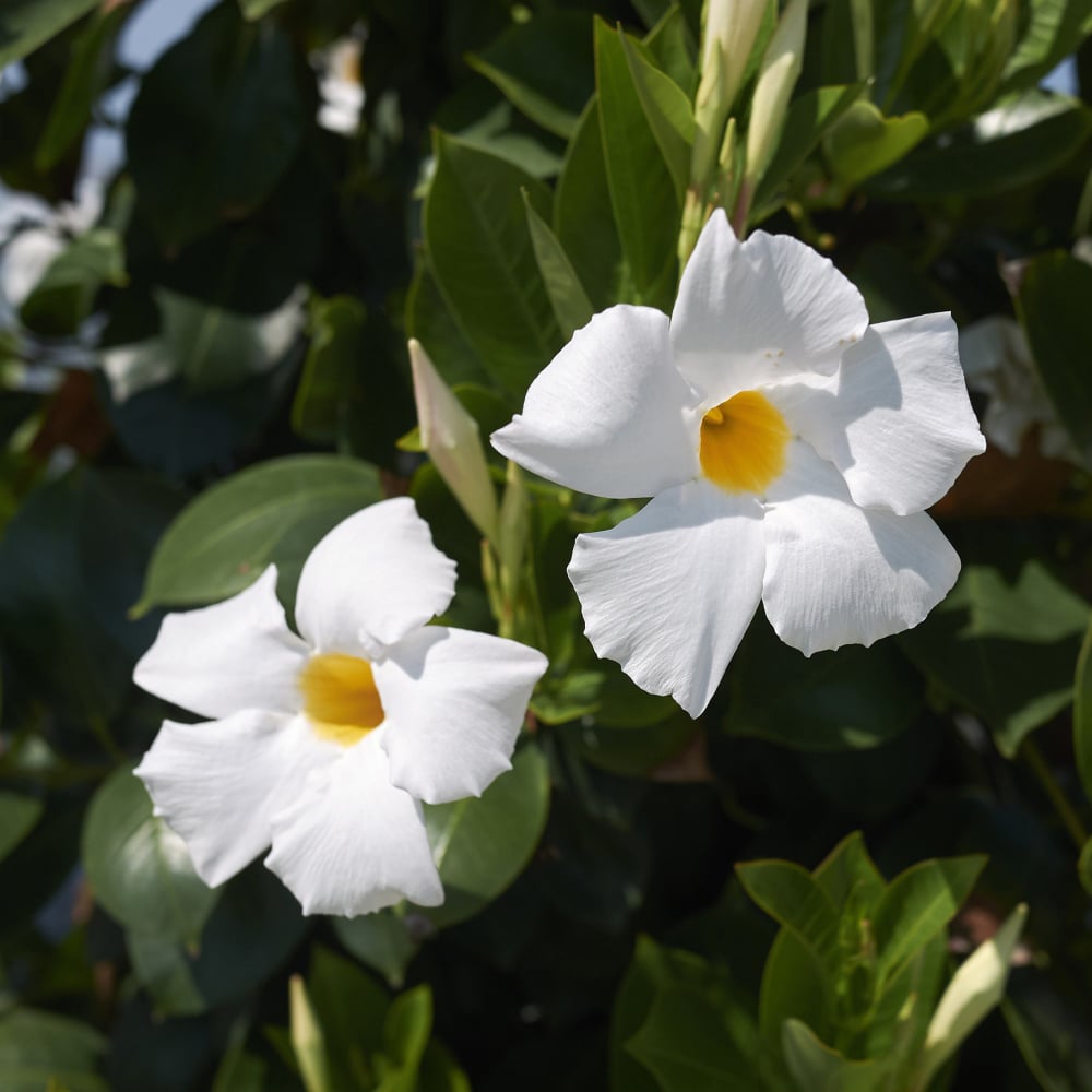 Thompson and Morgan Mandevilla Trio Plant Pot 10.5cm 3 Pack Image 2