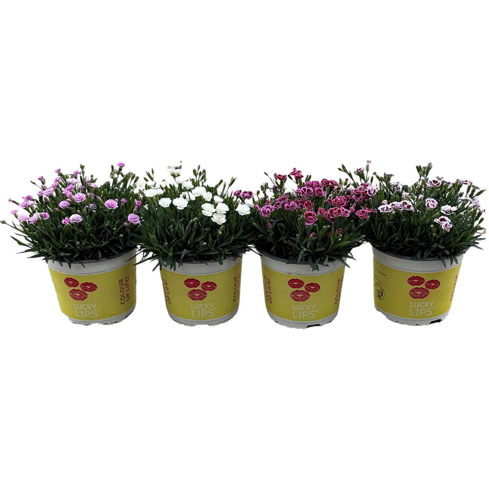 Dianthus Lucky Lips Plant Image 2