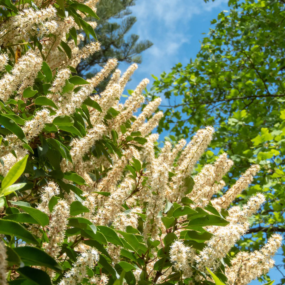 Thompson and Morgan Prunus lusitanica Angustifolia 100 - 125 Rootball Plant 5 Pack Image 4