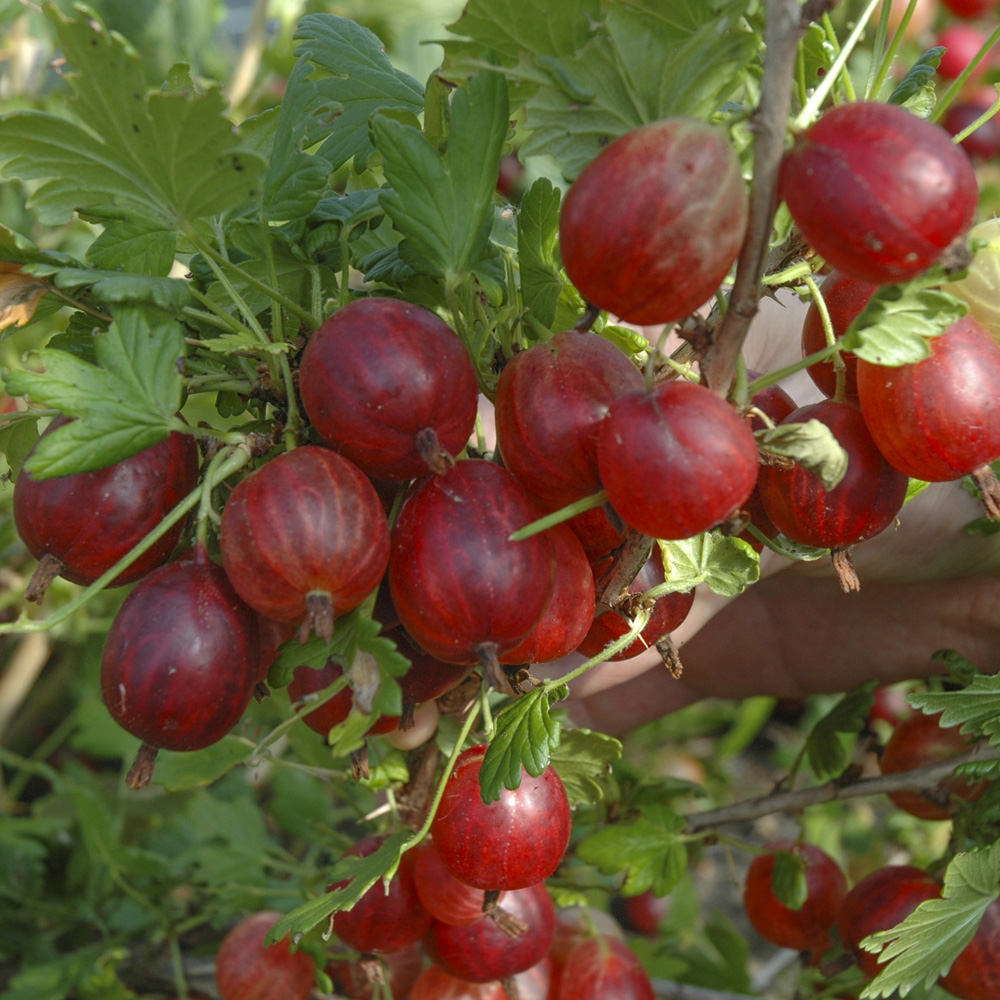 wilko Gooseberry Hinnomaki Red Plant Pot 1.7L Image 1