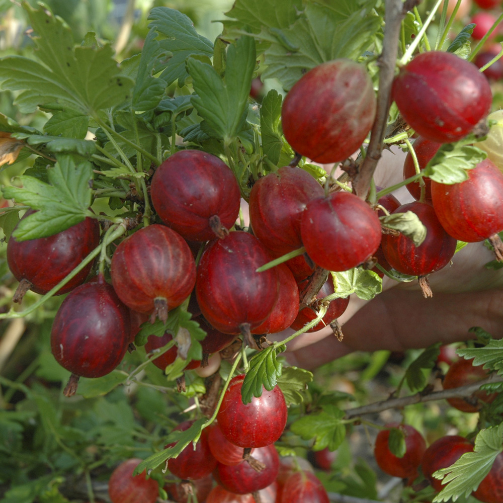 YouGarden Gooseberry Hinnomaki Red Plant Pot 1.7L Image 1