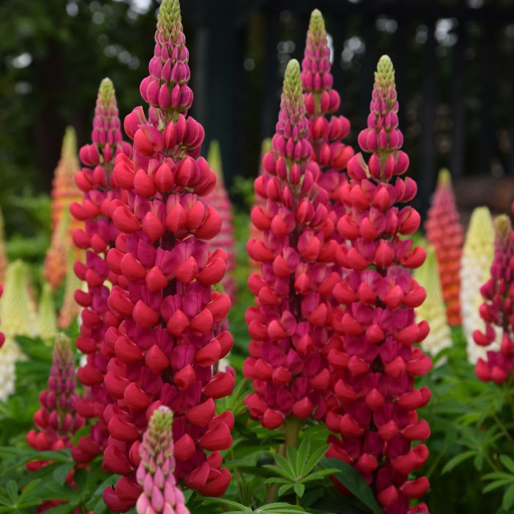 Thompson and Morgan Lupinus West Country Beefeater Plant Pot 9cm 3 Pack Image 3