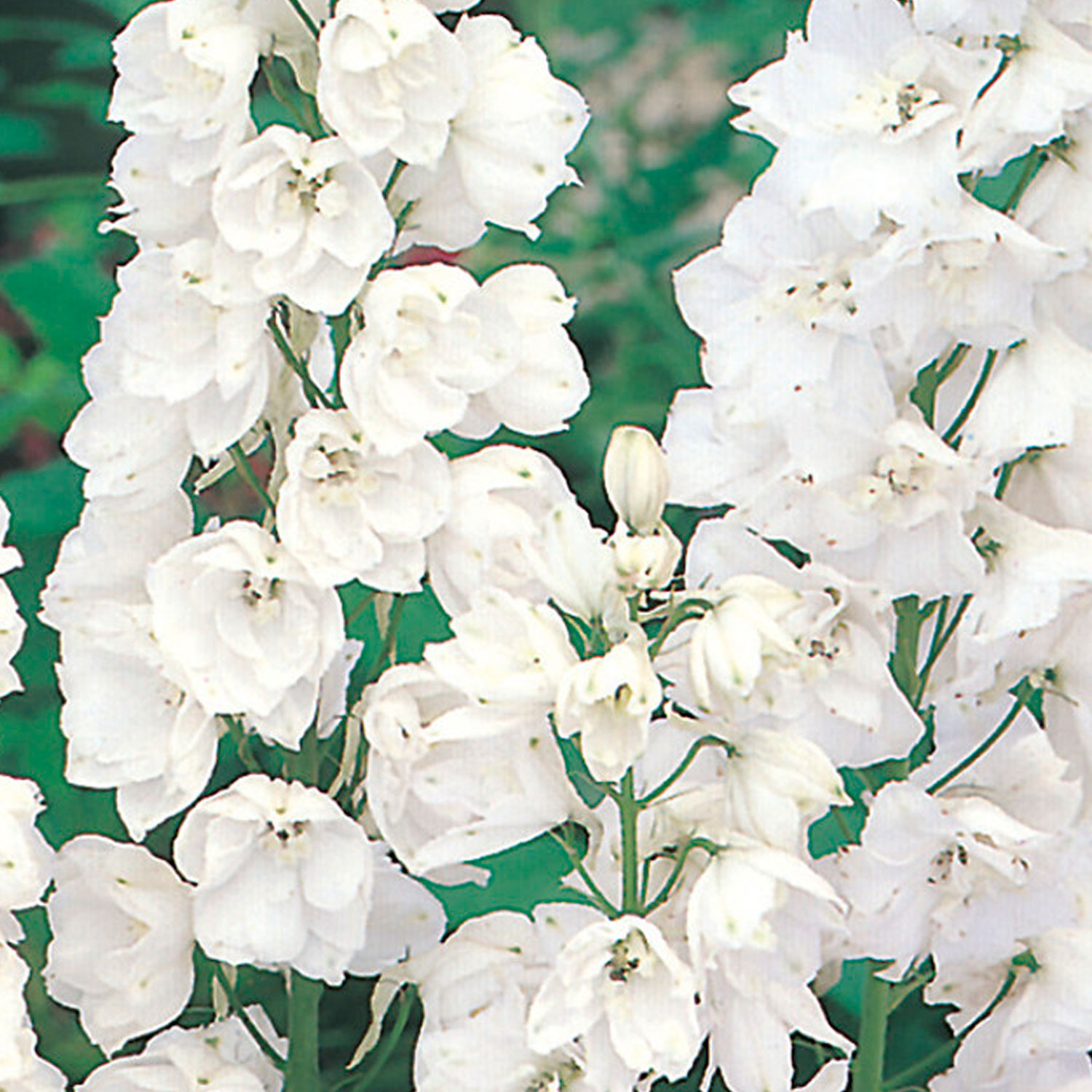 Johnsons Delphinium Galahad Flower Seeds Image 1