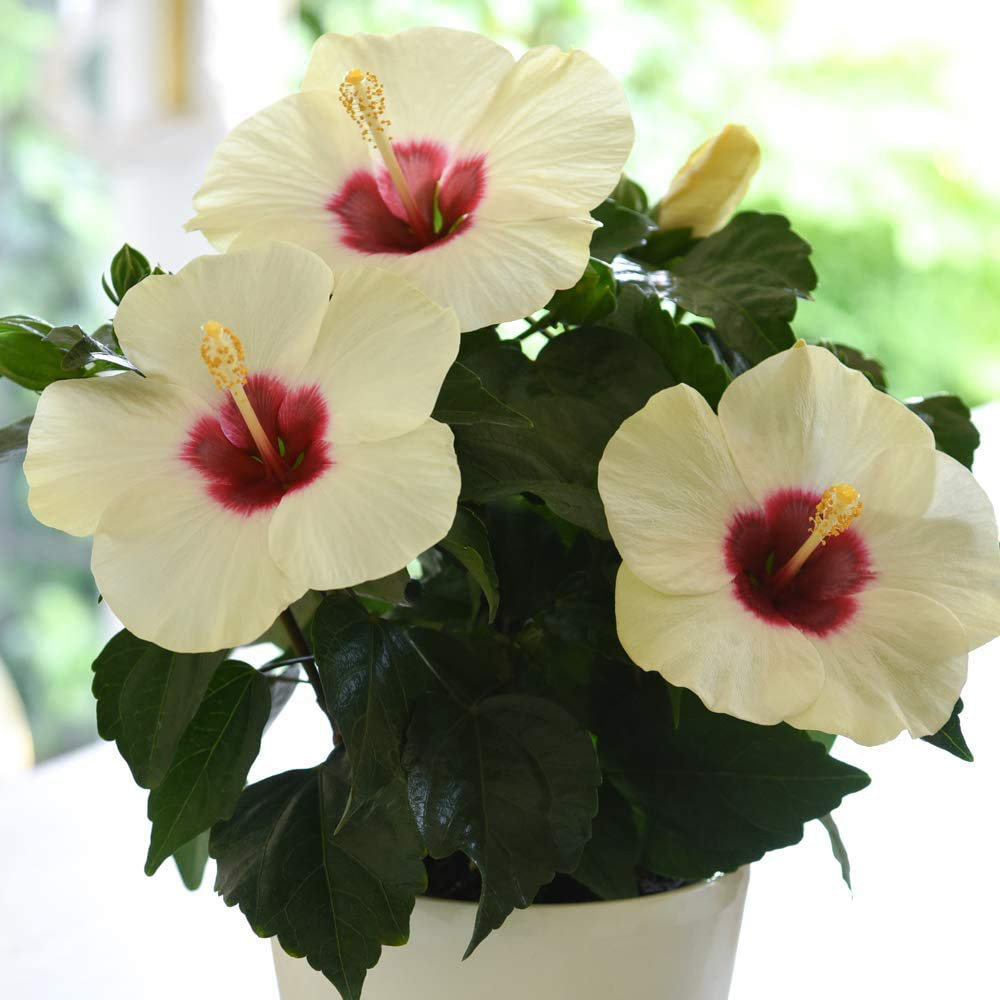 Thompson and Morgan Christmas Gift Hibiscus Adonicus Pearl Plant Pot 13cm 2 Pack Image 4
