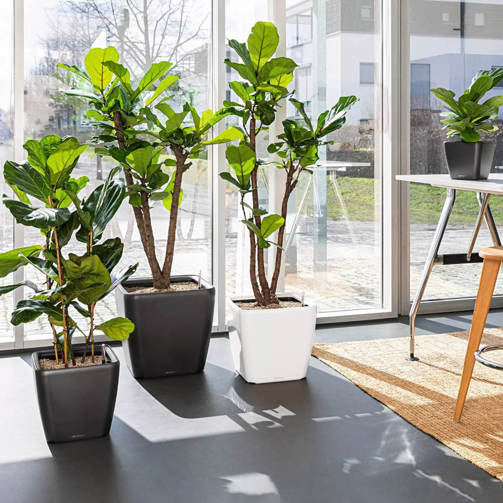 Lechuza Quadro LS 35 Black Poly-Resin Self-Watering Planter 33cm Image 4