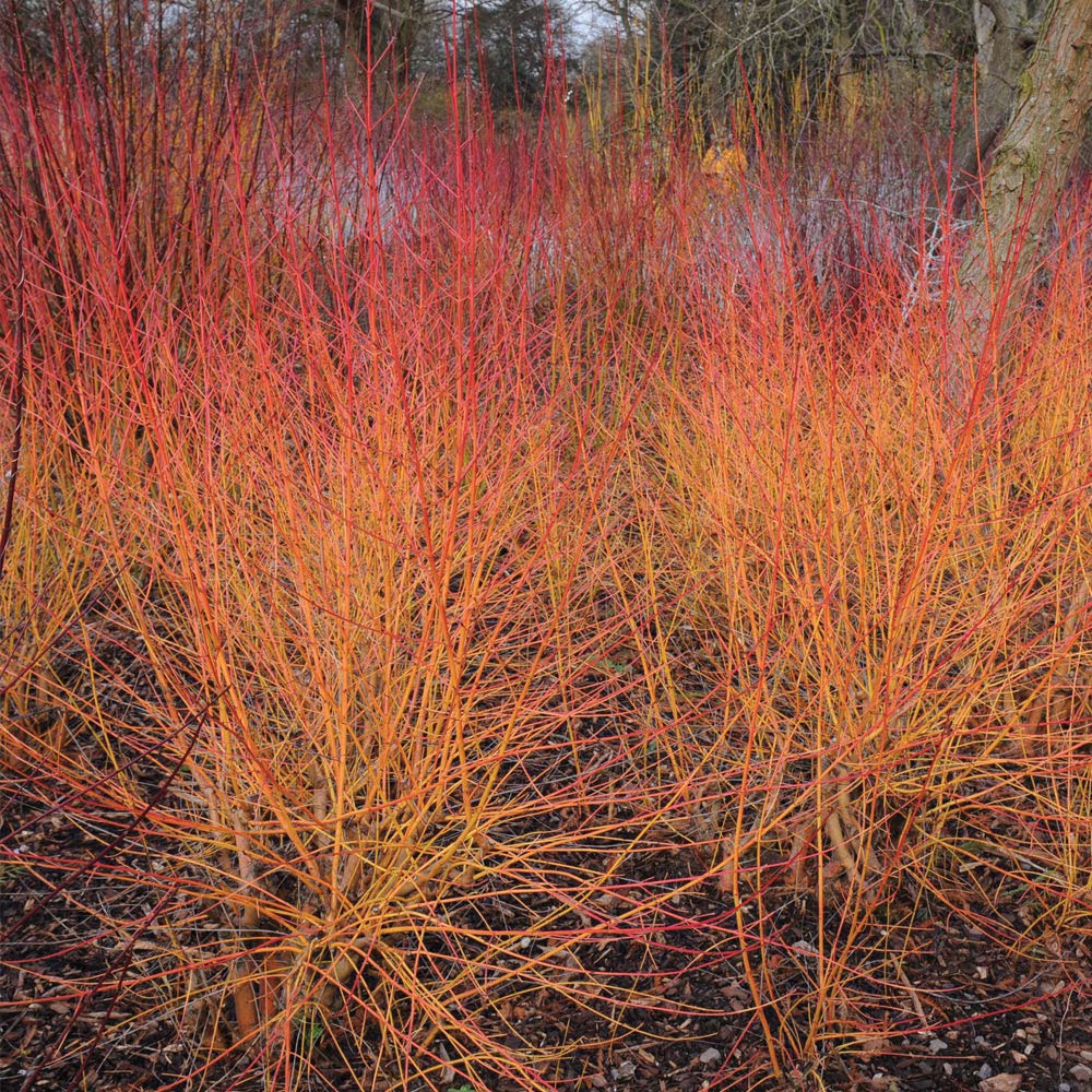 Thompson & Morgan Cornus Sanguinea Midwinter Fire Plant Pot 9cm Image 1