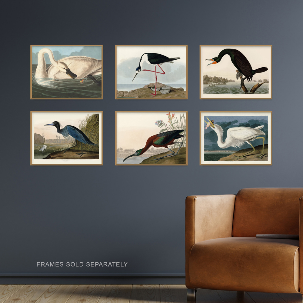Artery8 Vintage Audubon Heron Ibis Cormorant Wall Art Print 30 x 41cm 6 Pack Image 2