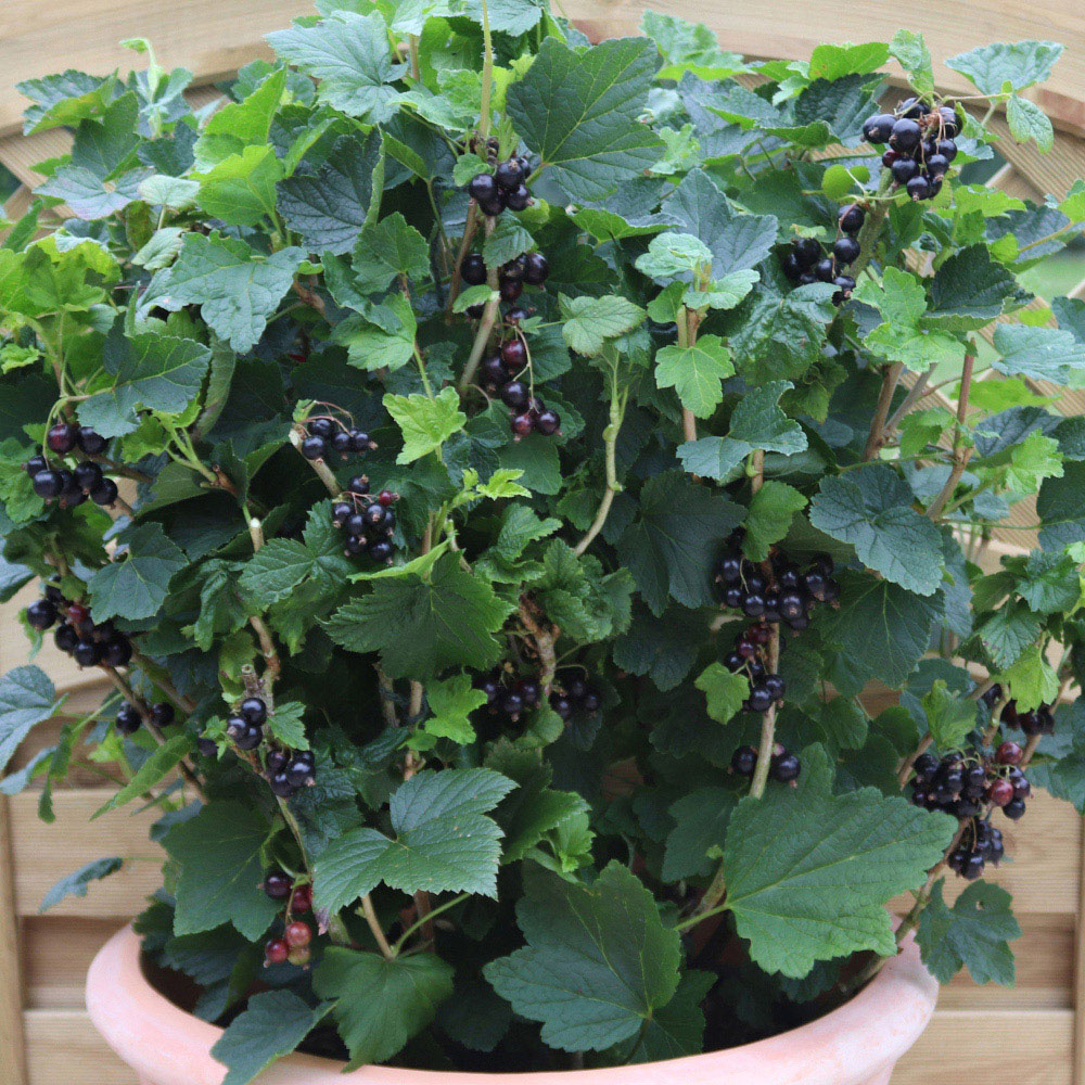 Thompson and Morgan Grow Your Own Vegetable and Berry Plant Collection with Incredicrop Fertiliser Image 6