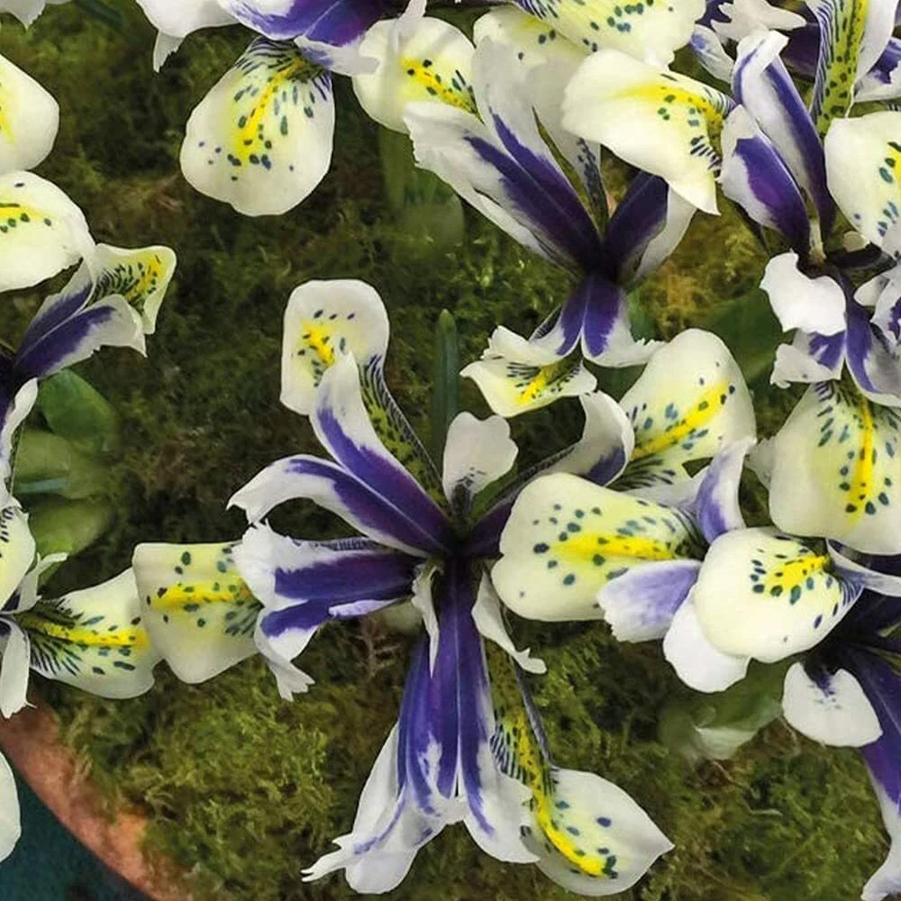 Thompson and Morgan Iris Eyecatcher Spring Planting Bulb 32 Pack Image 3