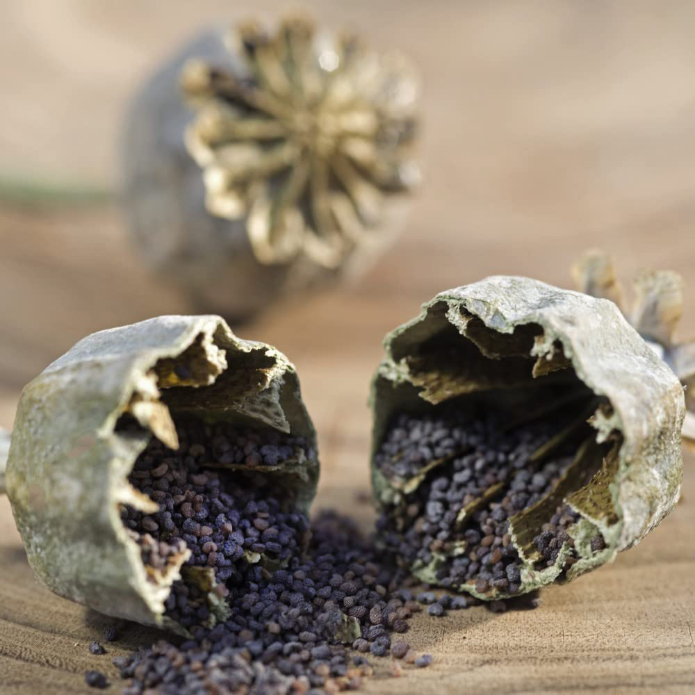 Thompson & Morgan Papaver Somniferum Album Seeds Image 3