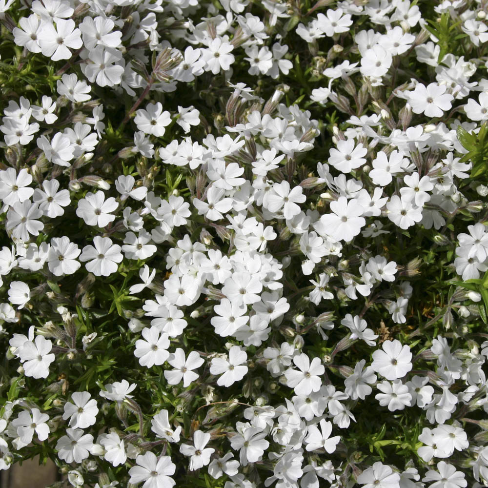 YouGarden Creeping Phlox Collection Plug Plant 12 Pack Image 5