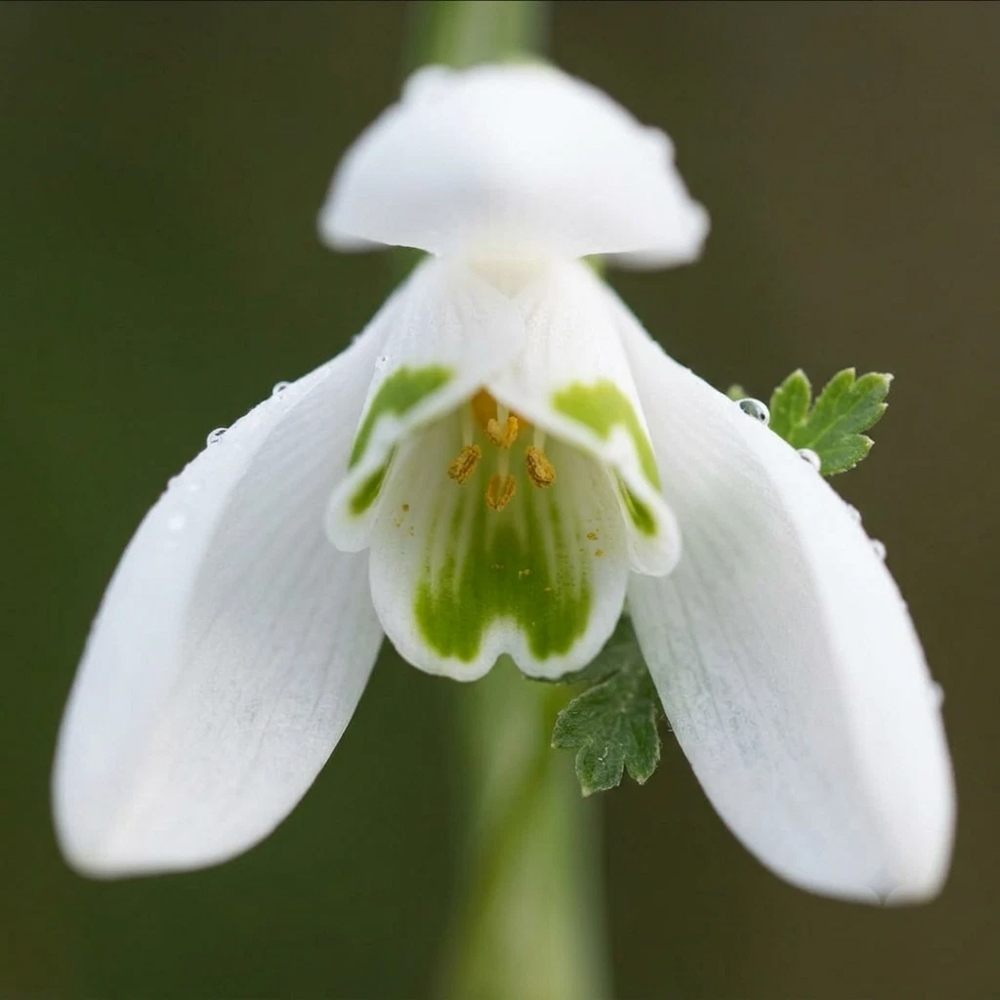Thompson and Morgan Galanthus Snowdrop Woronowii Autumn Planting Bulb 32 Pack Image 4