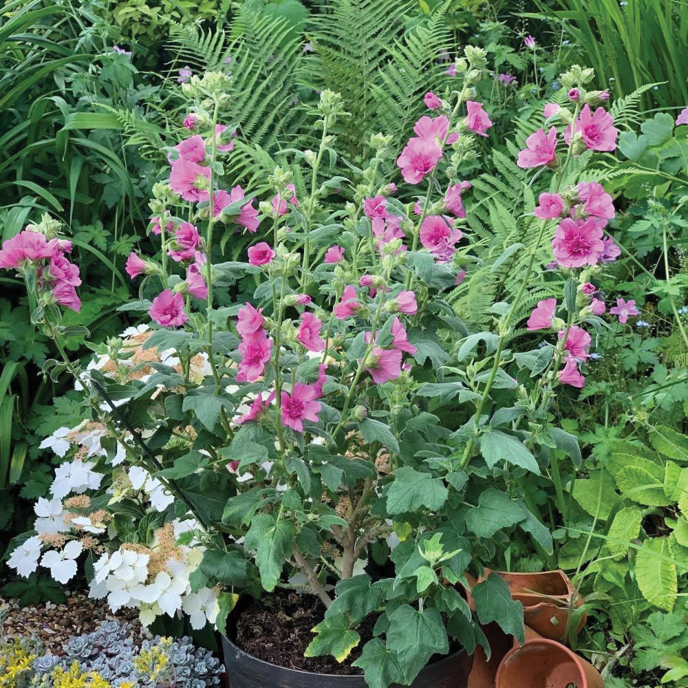 Thompson and Morgan Lavatera Princess Pink Plant Pot 9cm Image 3
