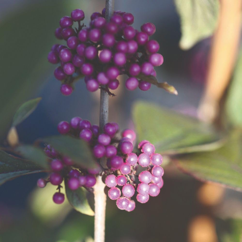 Thompson and Morgan Callicarpa Bodinieri Profusion Plant Pot 9cm 2 Pack Image 3