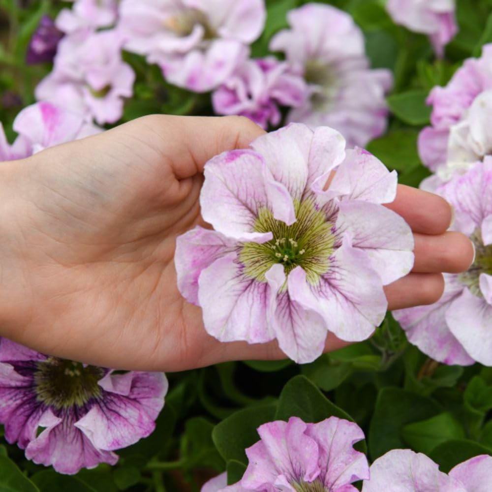 Thompson and Morgan Petunia Bridal Blush Postiplugs 5 Pack Image 2